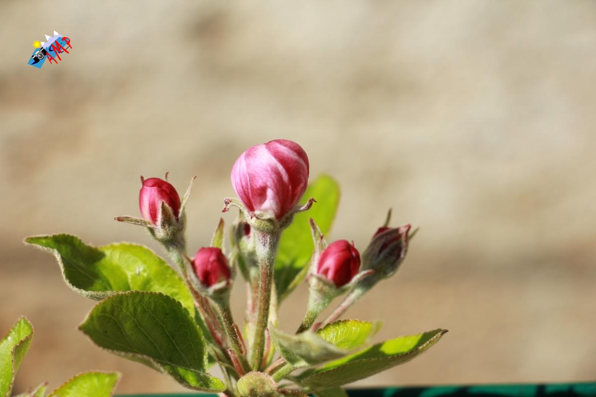 N2015-04_12_IMG_8336-Pommier Golden Delicious_HG